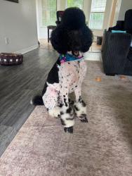 Lost Male Dog last seen Country Club blvd, Theodore, AL 36582