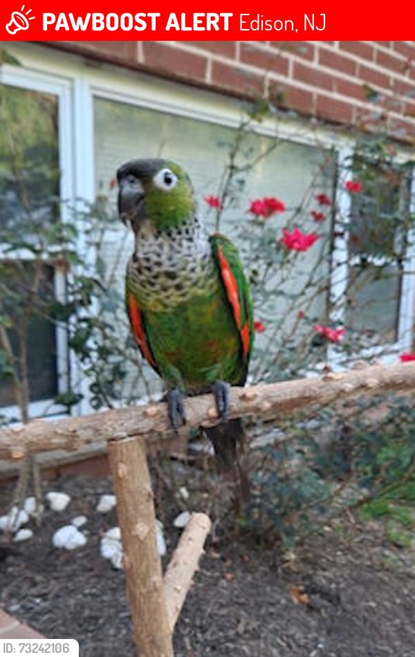 Lost Female Bird last seen Marina Drive, NJ, Edison, NJ 08817