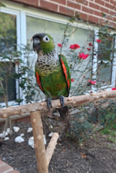 Lost Female Bird last seen Marina Drive, NJ, Edison, NJ 08817