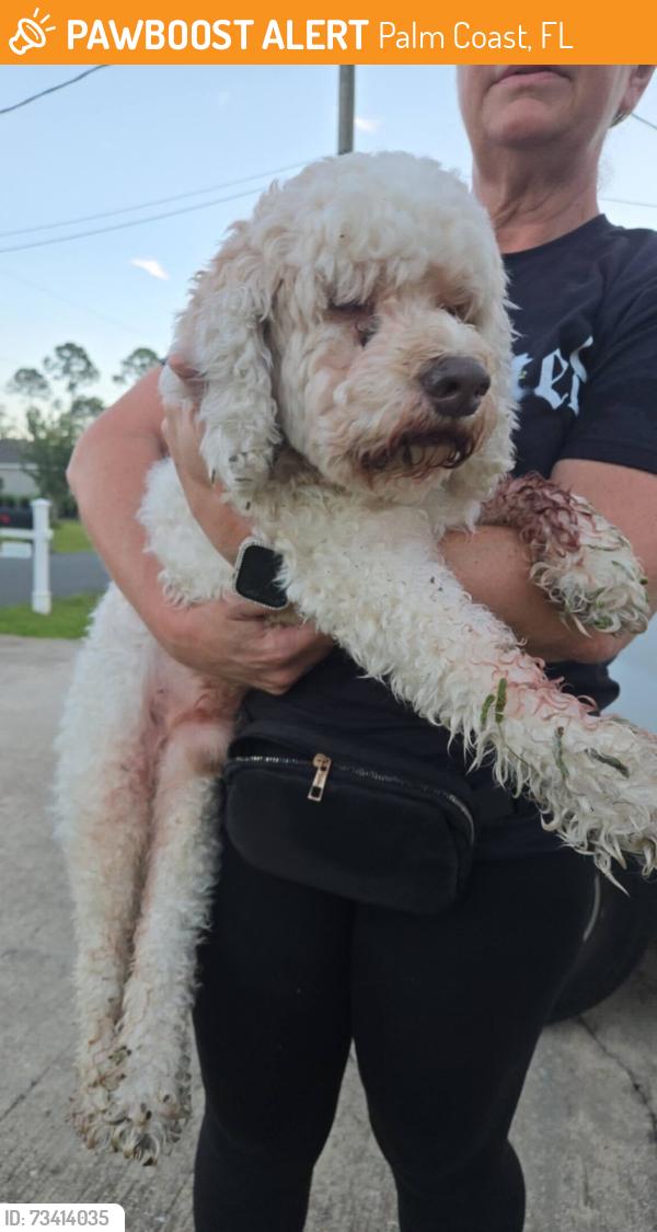 Found/Stray Unknown Dog last seen P Section, Palm Coast, FL 32164
