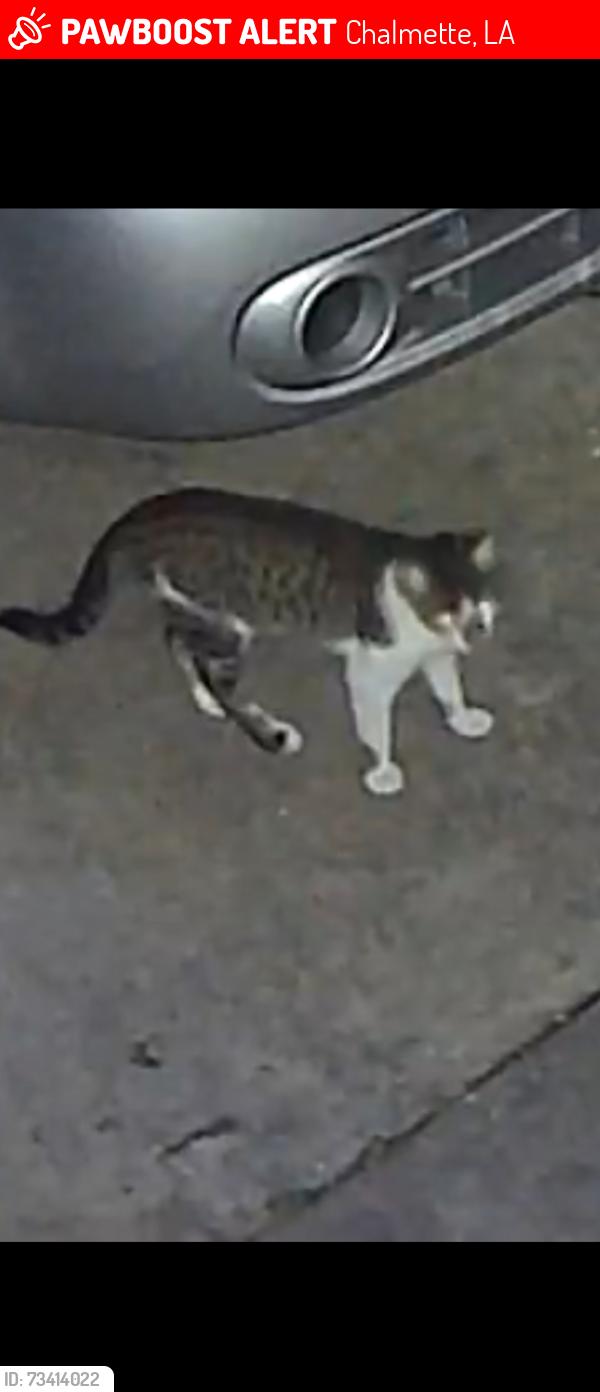 Lost Male Cat last seen Judge perez, Chalmette, LA 70043