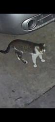 Lost Male Cat last seen Judge perez, Chalmette, LA 70043