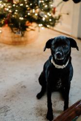 Reunited Female Dog last seen Old Babb Road, Rocky Face, GA 30740