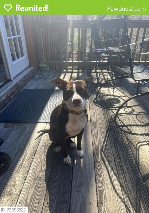 Reunited Female Dog last seen Near the Costco in Ringgold Ga, Catoosa County, GA 30736