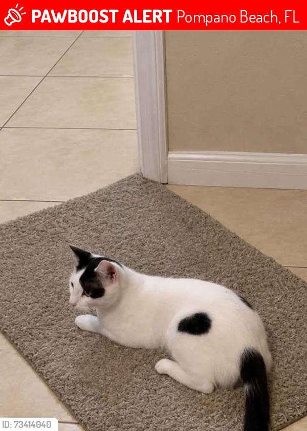 Lost Male Cat last seen Cresthaven pompano beach, Pompano Beach, FL 33064