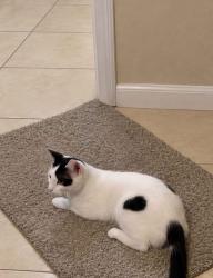 Lost Male Cat last seen Cresthaven pompano beach, Pompano Beach, FL 33064