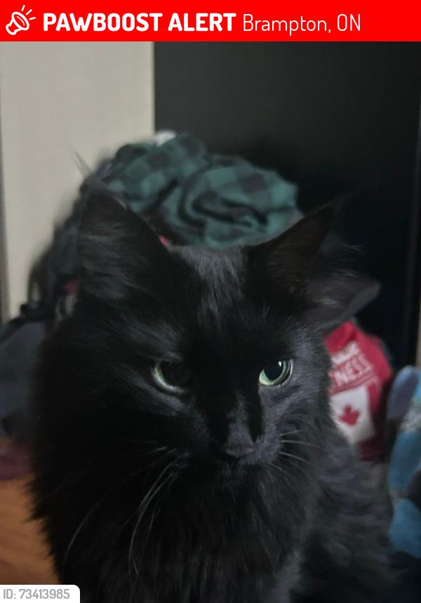 Lost Male Cat last seen Fleetwood and Knightsbridge, Brampton, ON 