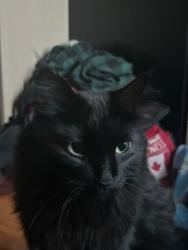 Lost Male Cat last seen Fleetwood and Knightsbridge, Brampton, ON 