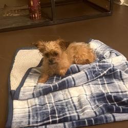 Shelter Stray Female Dog last seen , 980 Guilford College Rd, Greensboro, NC 27409, USA