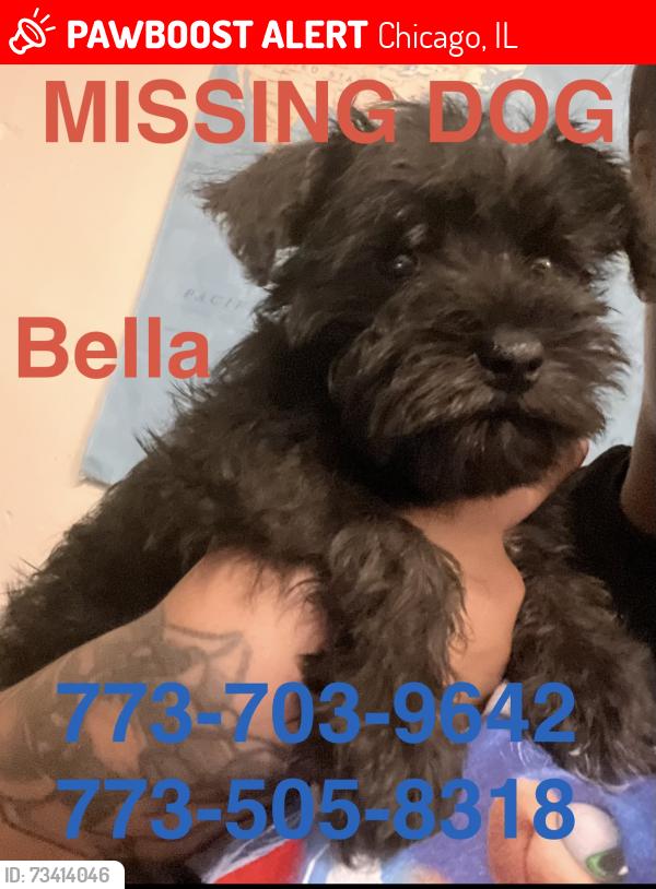 Lost Female Dog last seen Near Indiana Chicago il, Chicago, IL 60637