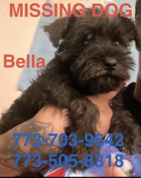 Lost Female Dog last seen Near Indiana Chicago il, Chicago, IL 60637