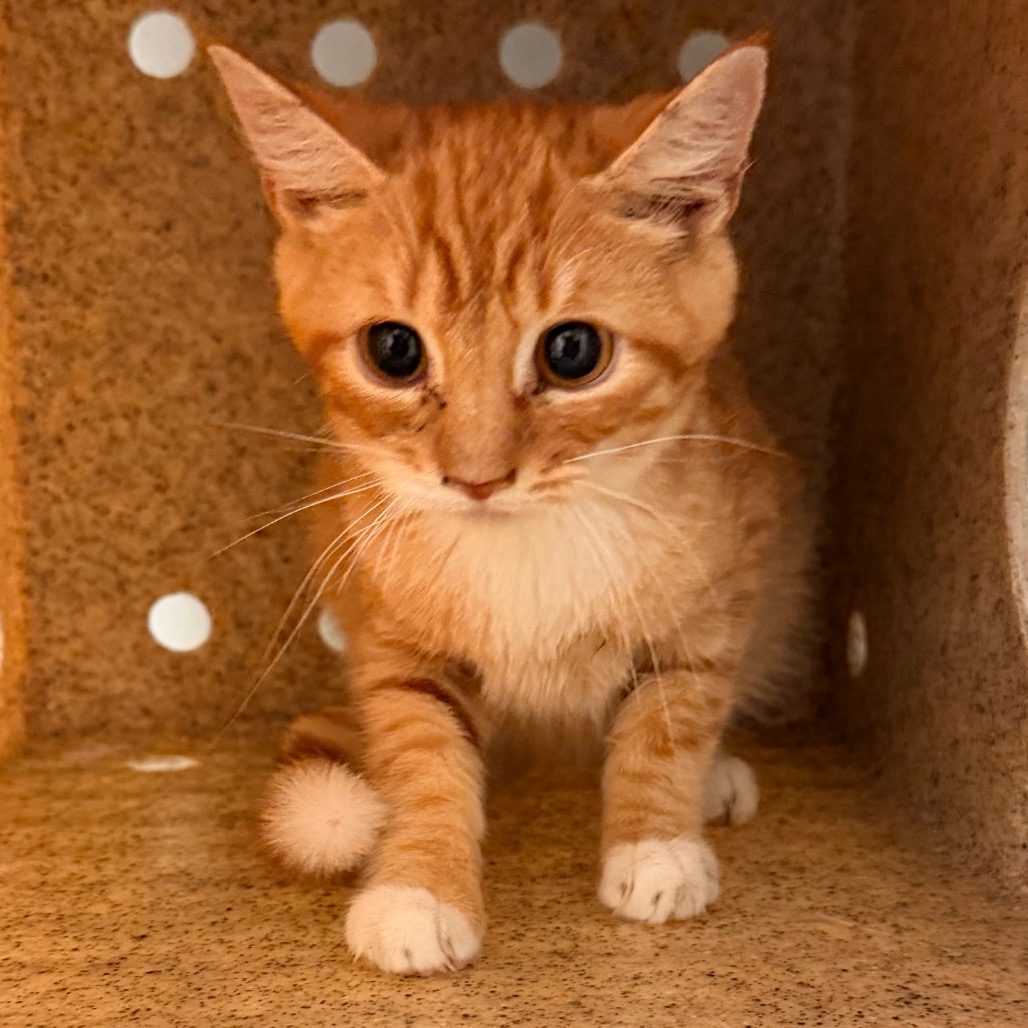 Shelter Stray Male Cat last seen , Animal Care & Control Team of Philly, 111 W Hunting Park Ave, Philadelphia, PA 19140, USA