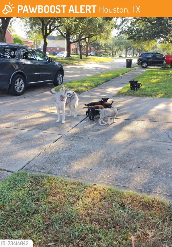 Found/Stray Female Dog last seen Barrington Dr and Norham Dr by Highway 6, Houston, TX 77083
