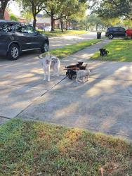 Found/Stray Female Dog last seen Barrington Dr and Norham Dr by Highway 6, Houston, TX 77083