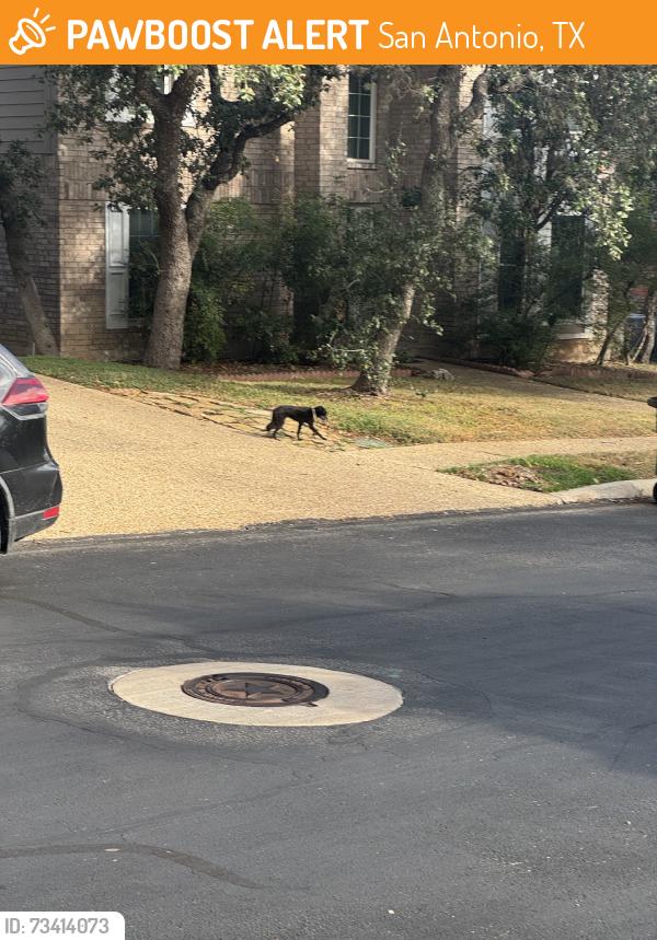 Found/Stray Unknown Dog last seen Trentwood, San Antonio, TX 78231