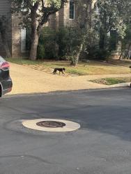 Found/Stray Unknown Dog last seen Trentwood, San Antonio, TX 78231