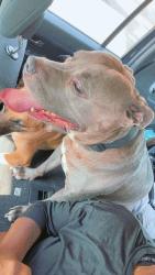 Lost Male Dog last seen Near S 660 Rd Wyandotte, OK 74370, Wyandotte, OK 74370