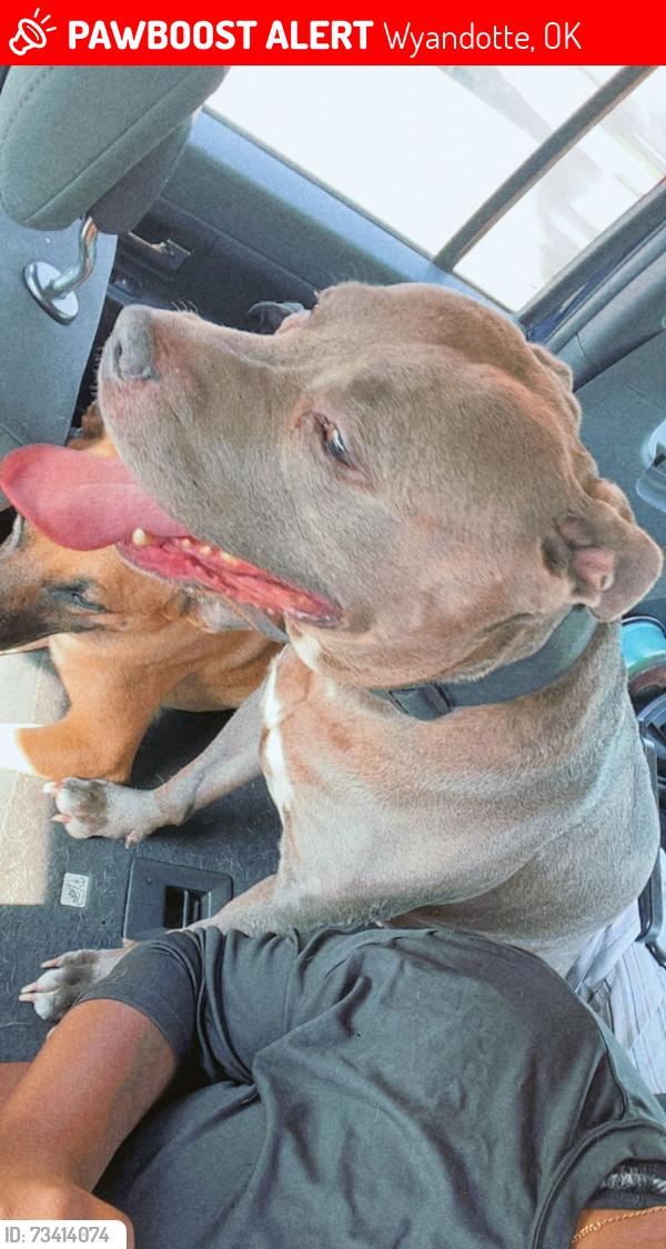 Lost Male Dog last seen Near S 660 Rd Wyandotte, OK 74370, Wyandotte, OK 74370