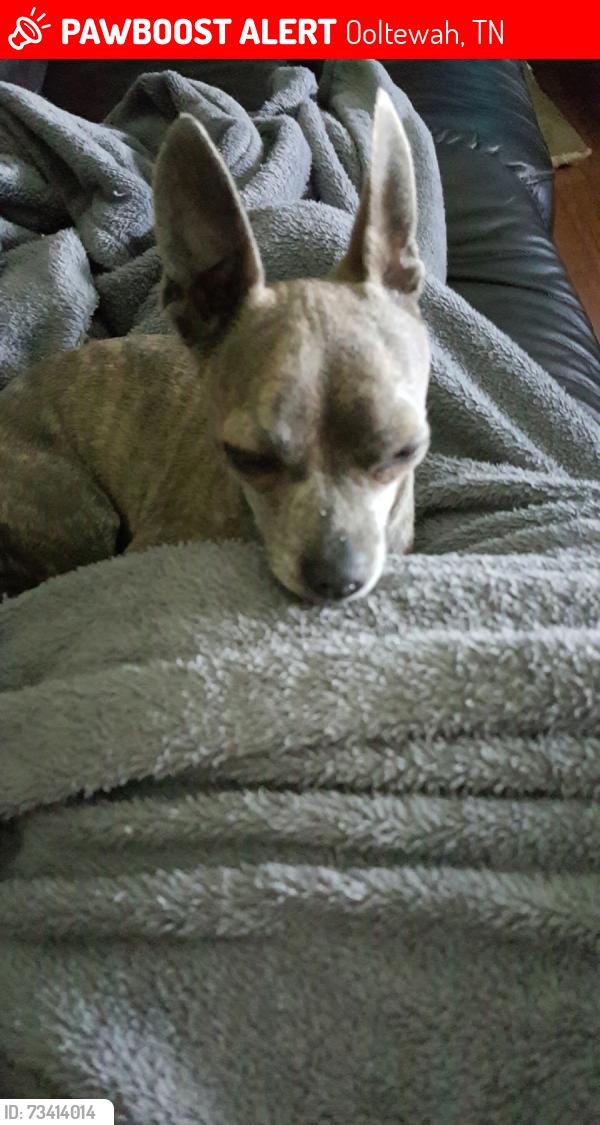 Lost Female Dog last seen Baker Boy and Fielding, Ooltewah, TN 37363
