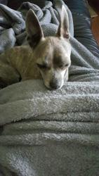 Lost Female Dog last seen Baker Boy and Fielding, Ooltewah, TN 37363