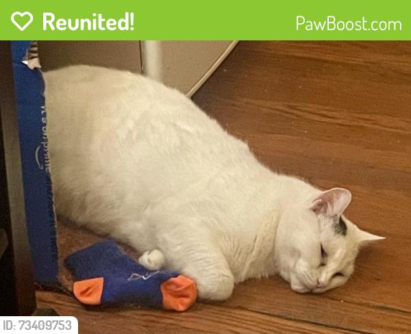 Reunited Female Cat last seen Westminster, Los Angeles, CA 90291