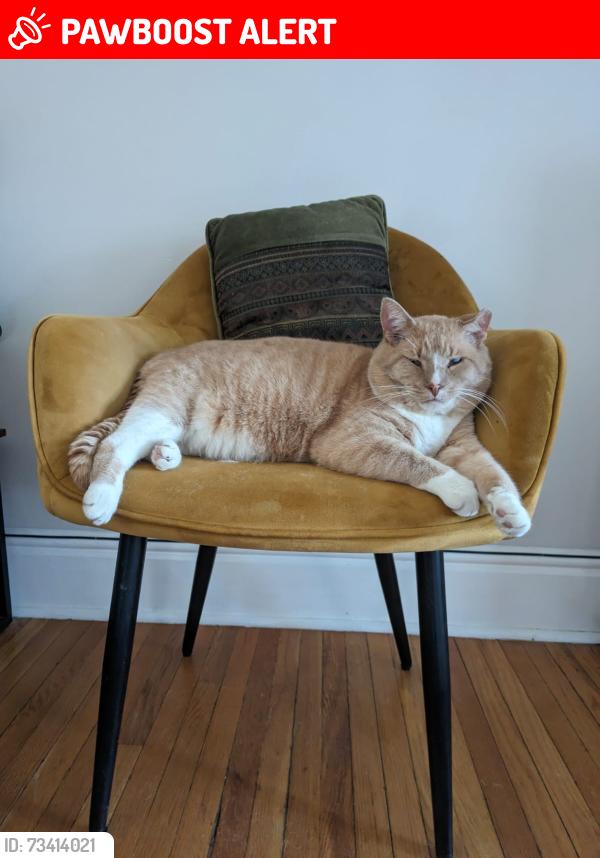 Lost Male Cat last seen Cedar Valley Crescent, Mountain Highway, Kirkland Park, North Vancouver, BC 