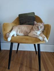 Lost Male Cat last seen Cedar Valley Crescent, Mountain Highway, Kirkland Park, North Vancouver, BC 