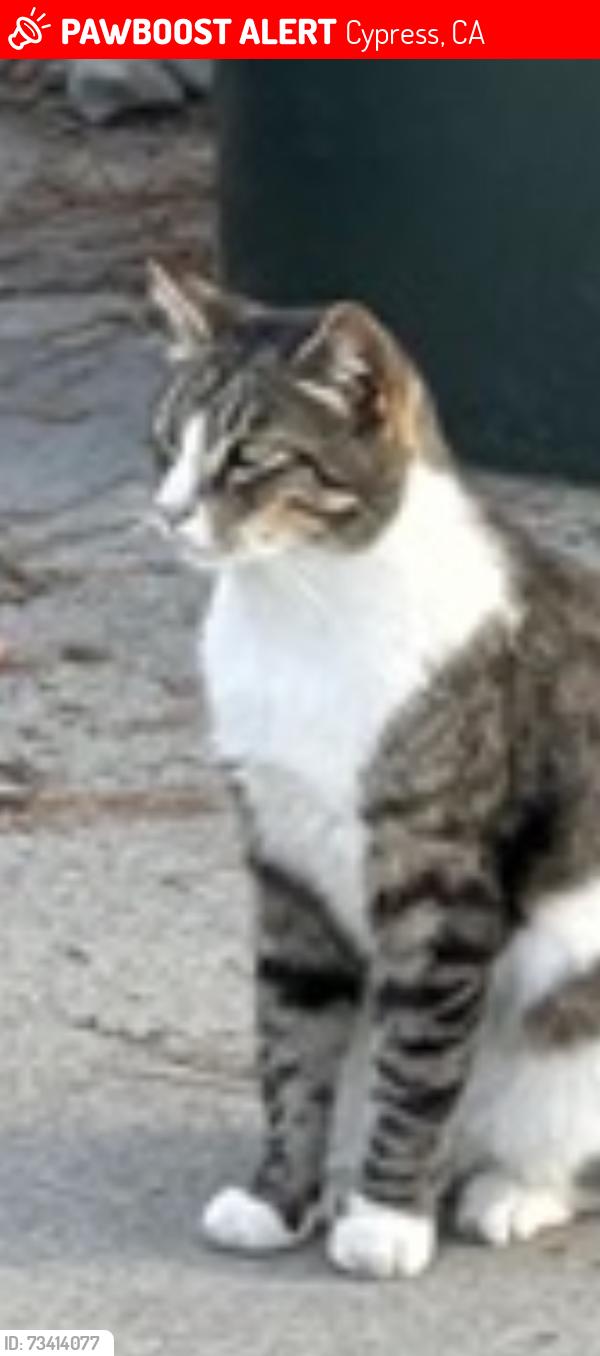 Lost Male Cat last seen Danny walker ace, Cypress, CA 90630