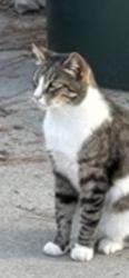 Lost Male Cat last seen Danny walker ace, Cypress, CA 90630