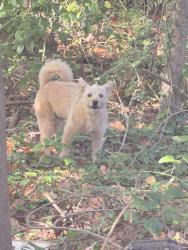 Found/Stray Unknown Dog last seen Behind the bank, Chamblee, GA 30341