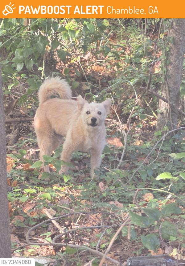 Found/Stray Unknown Dog last seen Behind the bank, Chamblee, GA 30341