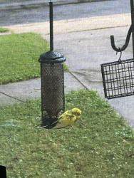 Found/Stray Unknown Bird last seen Near harwood Pl, West Springfield, VA 22152
