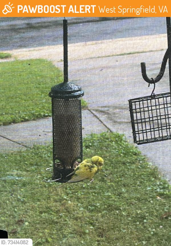 Found/Stray Unknown Bird last seen Near harwood Pl, West Springfield, VA 22152