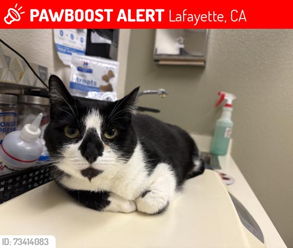 Lost Female Cat last seen Lafayette Bart, Lafayette, CA 94549