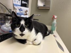 Lost Female Cat last seen Lafayette Bart, Lafayette, CA 94549