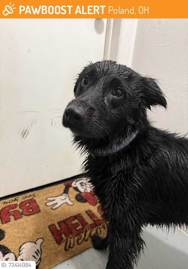 Found/Stray Male Dog last seen Poland Post Office, Poland, OH 44514