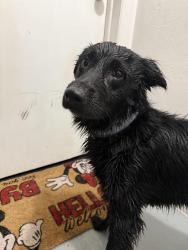 Found/Stray Male Dog last seen Poland Post Office, Poland, OH 44514