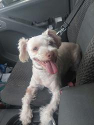 Reunited Male Dog last seen Sam Snead, Virginia Beach, VA 23462