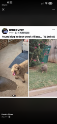 Lost Male Dog last seen 164th and McArthur Blvd, Edmond, OK 73013