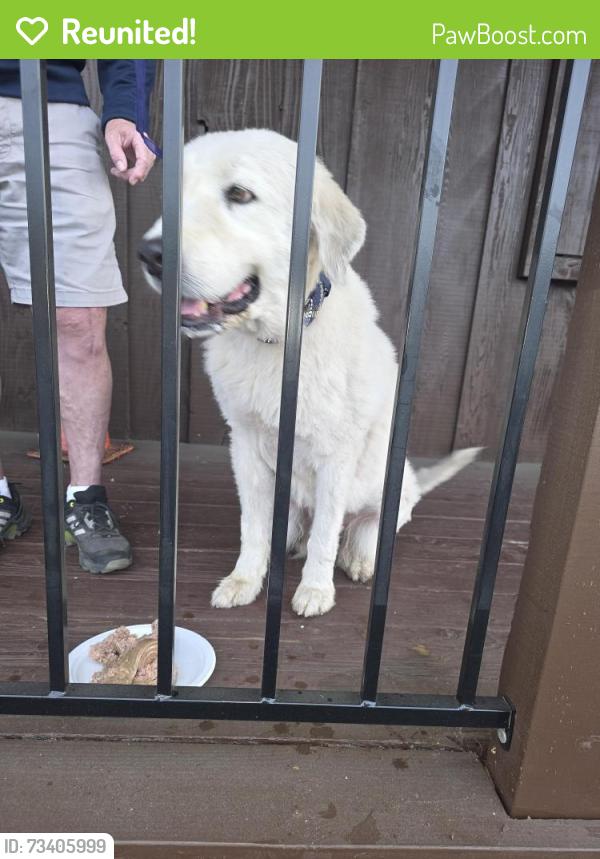Reunited Male Dog last seen Hazit Market Temecula, Temecula, CA 92590