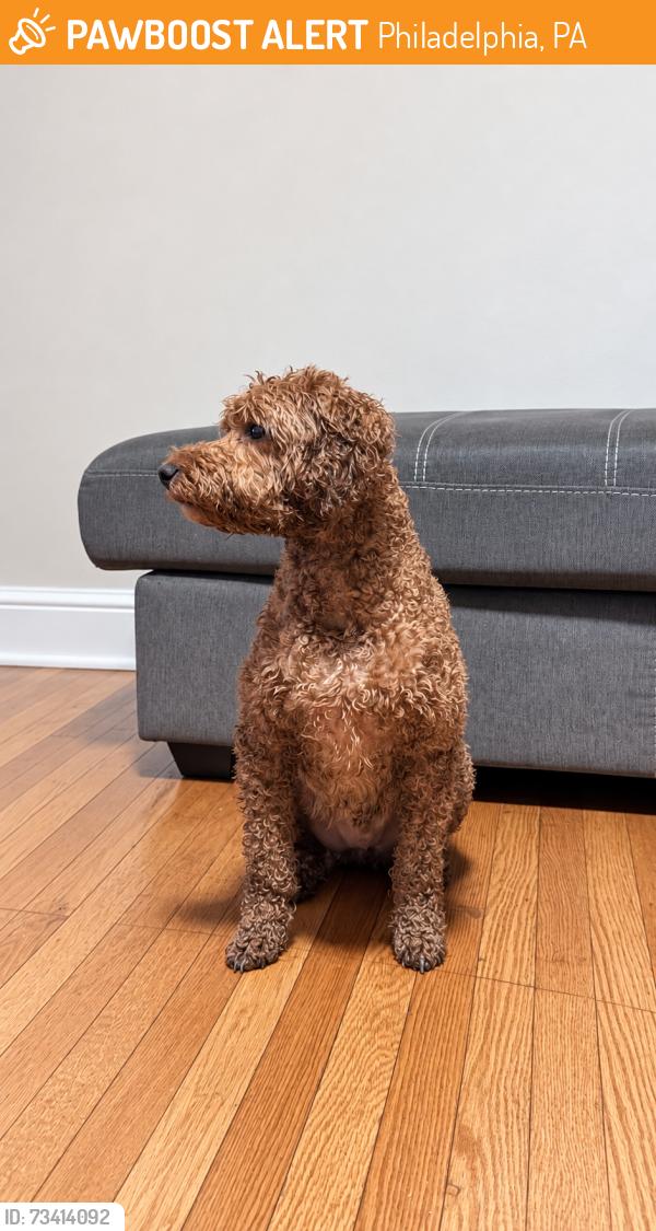 Found/Stray Male Dog last seen Sheffield Ave & Frankford Ave, Philadelphia, PA, Philadelphia, PA 19136