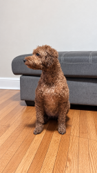Found/Stray Male Dog last seen Sheffield Ave & Frankford Ave, Philadelphia, PA, Philadelphia, PA 19136