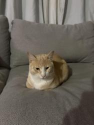 Lost Male Cat last seen Pacific Hwy, Kent, WA 98032