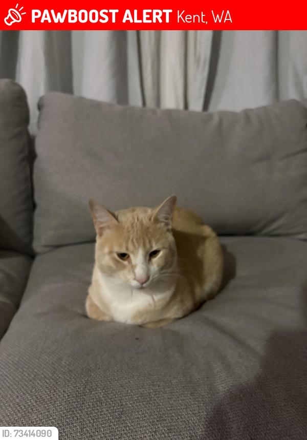 Lost Male Cat last seen Pacific Hwy, Kent, WA 98032