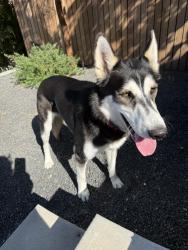 Lost Female Dog last seen Near Cedarhurst Dr., Los Angeles, CA 90027