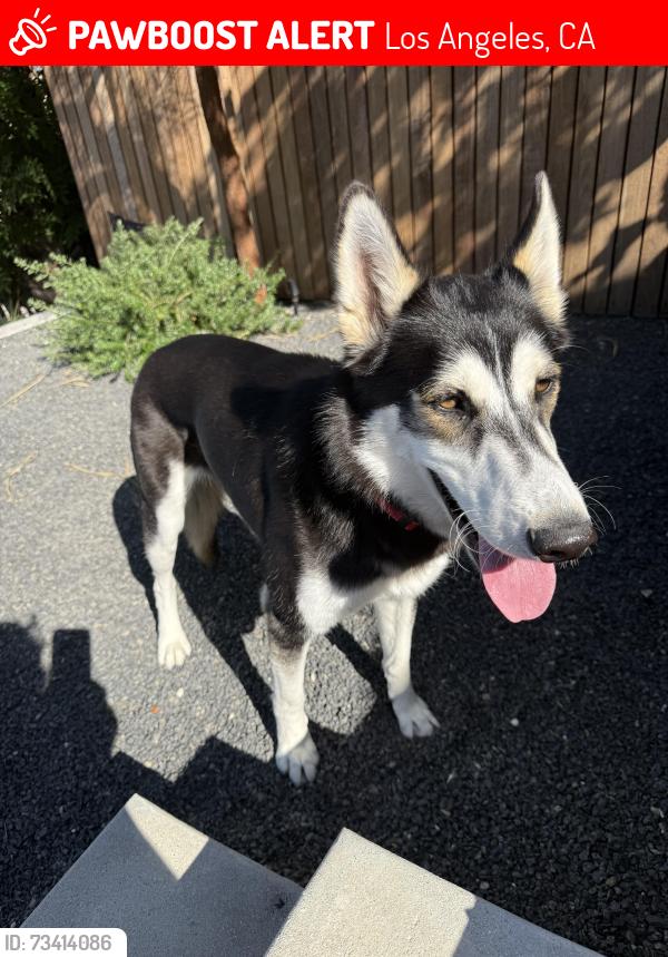 Lost Female Dog last seen Near Cedarhurst Dr., Los Angeles, CA 90027
