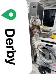 Lost Male Cat last seen Johnson dry cleaners, Derby, England DE23 6TJ