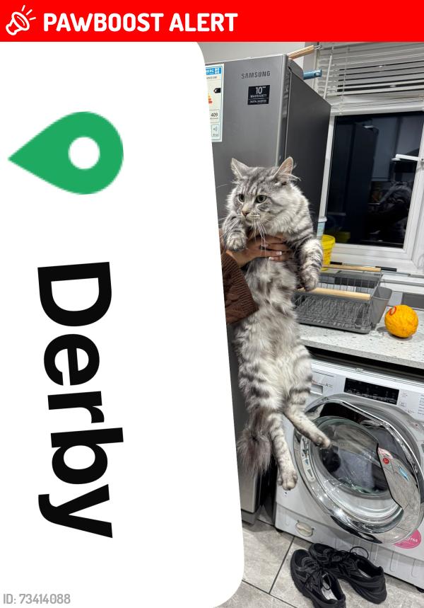 Lost Male Cat last seen Johnson dry cleaners, Derby, England DE23 6TJ