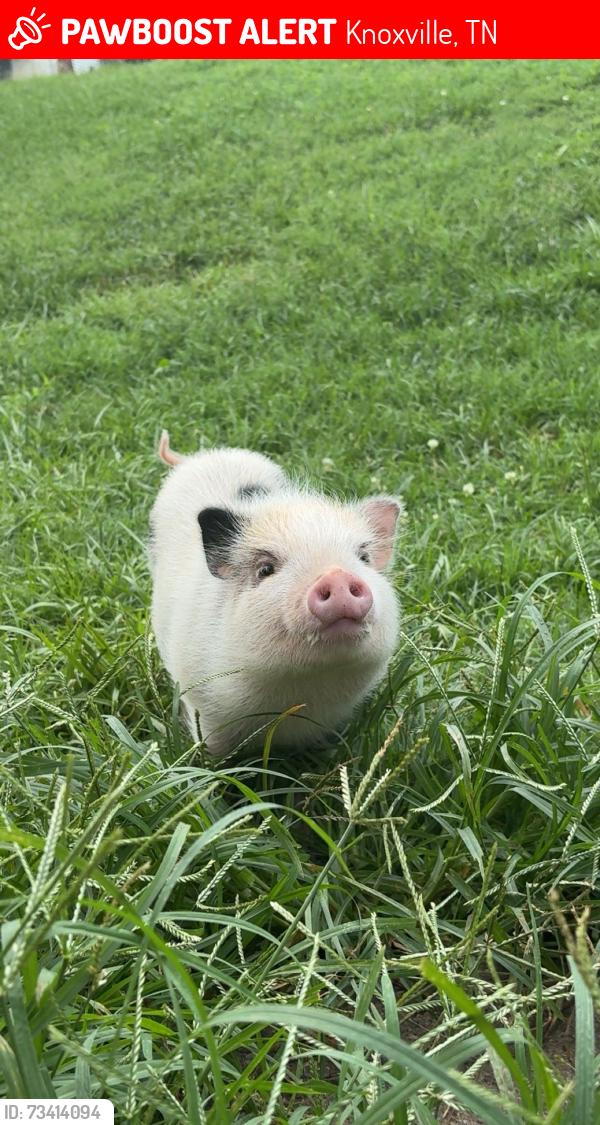 Lost Female Other last seen Straw plains pike, Knoxville, TN 37914