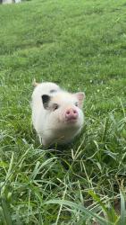 Lost Female Other last seen Straw plains pike, Knoxville, TN 37914